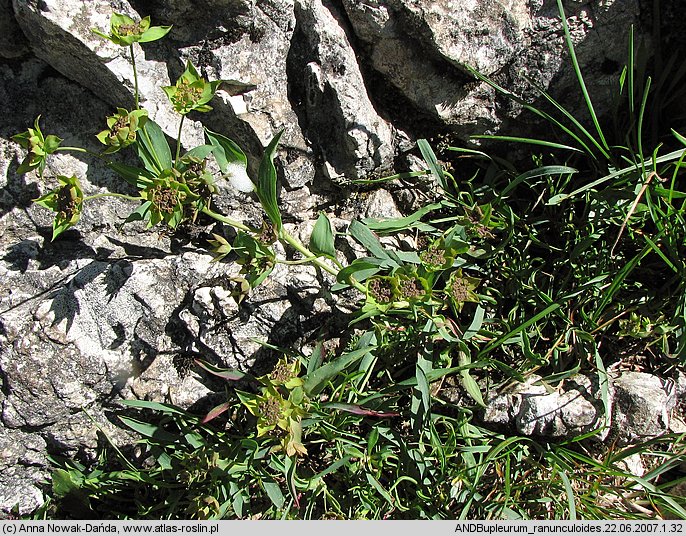 Bupleurum ranunculoides (przewiercień jaskrowaty)