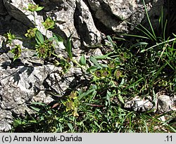 Bupleurum ranunculoides (przewiercień jaskrowaty)