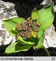 Bupleurum ranunculoides (przewiercień jaskrowaty)