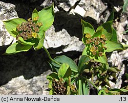 Bupleurum ranunculoides (przewiercień jaskrowaty)