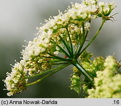 Chaerophyllum aromaticum (świerząbek korzenny)