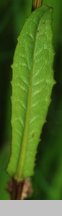 Crepis succisifolia (pępawa czarcikęsolistna)