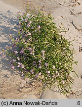 Cakile maritima ssp. baltica (rukwiel nadmorska bałtycka)