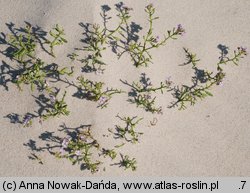 Cakile maritima ssp. baltica (rukwiel nadmorska bałtycka)