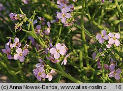 Cakile maritima ssp. baltica (rukwiel nadmorska bałtycka)