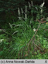 Calamagrostis arundinacea (trzcinnik leśny)