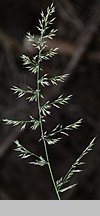 Calamagrostis arundinacea (trzcinnik leśny)