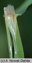 Calamagrostis arundinacea (trzcinnik leśny)