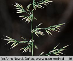 Calamagrostis arundinacea (trzcinnik leśny)