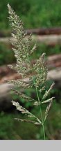 Calamagrostis epigejos (trzcinnik piaskowy)