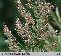 Calamagrostis epigejos (trzcinnik piaskowy)