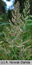 Calamagrostis epigejos (trzcinnik piaskowy)