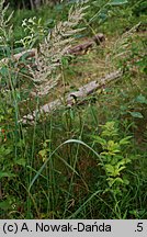 Calamagrostis epigejos (trzcinnik piaskowy)