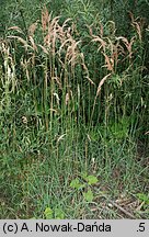 Calamagrostis pseudophragmites (trzcinnik szuwarowy)