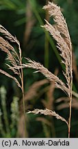 Calamagrostis pseudophragmites (trzcinnik szuwarowy)