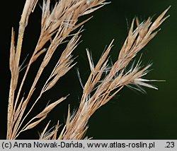 Calamagrostis pseudophragmites (trzcinnik szuwarowy)