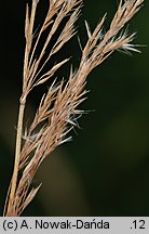 Calamagrostis pseudophragmites (trzcinnik szuwarowy)