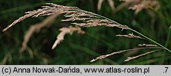 Calamagrostis pseudophragmites (trzcinnik szuwarowy)