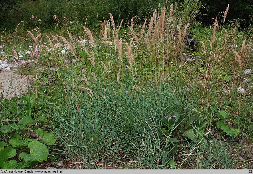 Calamagrostis pseudophragmites (trzcinnik szuwarowy)