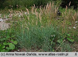 Calamagrostis pseudophragmites (trzcinnik szuwarowy)