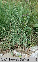 Calamagrostis pseudophragmites (trzcinnik szuwarowy)