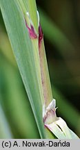 Calamagrostis pseudophragmites (trzcinnik szuwarowy)