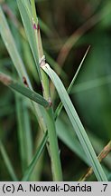 Calamagrostis pseudophragmites (trzcinnik szuwarowy)