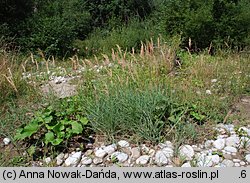 Calamagrostis pseudophragmites (trzcinnik szuwarowy)