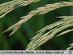 Calamagrostis pseudophragmites (trzcinnik szuwarowy)