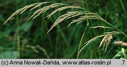 Calamagrostis pseudophragmites (trzcinnik szuwarowy)