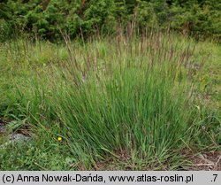 Calamagrostis varia (trzcinnik pstry)