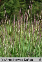 Calamagrostis varia (trzcinnik pstry)