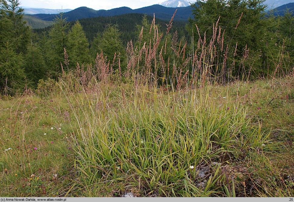 Calamagrostis varia (trzcinnik pstry)