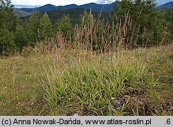 Calamagrostis varia (trzcinnik pstry)