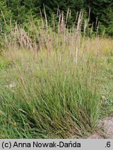 Calamagrostis varia (trzcinnik pstry)