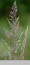 Calamagrostis varia (trzcinnik pstry)