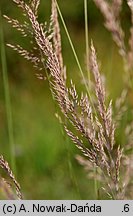 Calamagrostis varia (trzcinnik pstry)