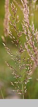 Calamagrostis varia (trzcinnik pstry)