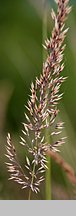 Calamagrostis varia (trzcinnik pstry)