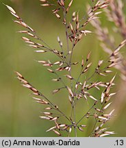 Calamagrostis varia (trzcinnik pstry)