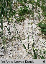 Camelina microcarpa (lnicznik drobnoowocowy)