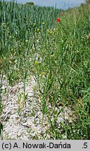 Camelina microcarpa (lnicznik drobnoowocowy)