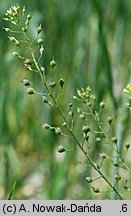 Camelina microcarpa (lnicznik drobnoowocowy)