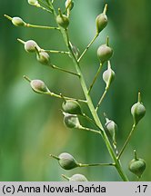 Camelina microcarpa (lnicznik drobnoowocowy)