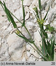 Camelina microcarpa (lnicznik drobnoowocowy)