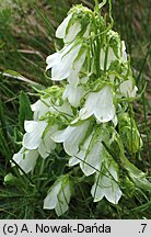 Campanula alpina (dzwonek alpejski)