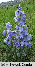 Campanula alpina