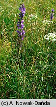 Campanula bononiensis