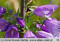 Campanula bononiensis