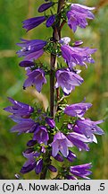 Campanula bononiensis